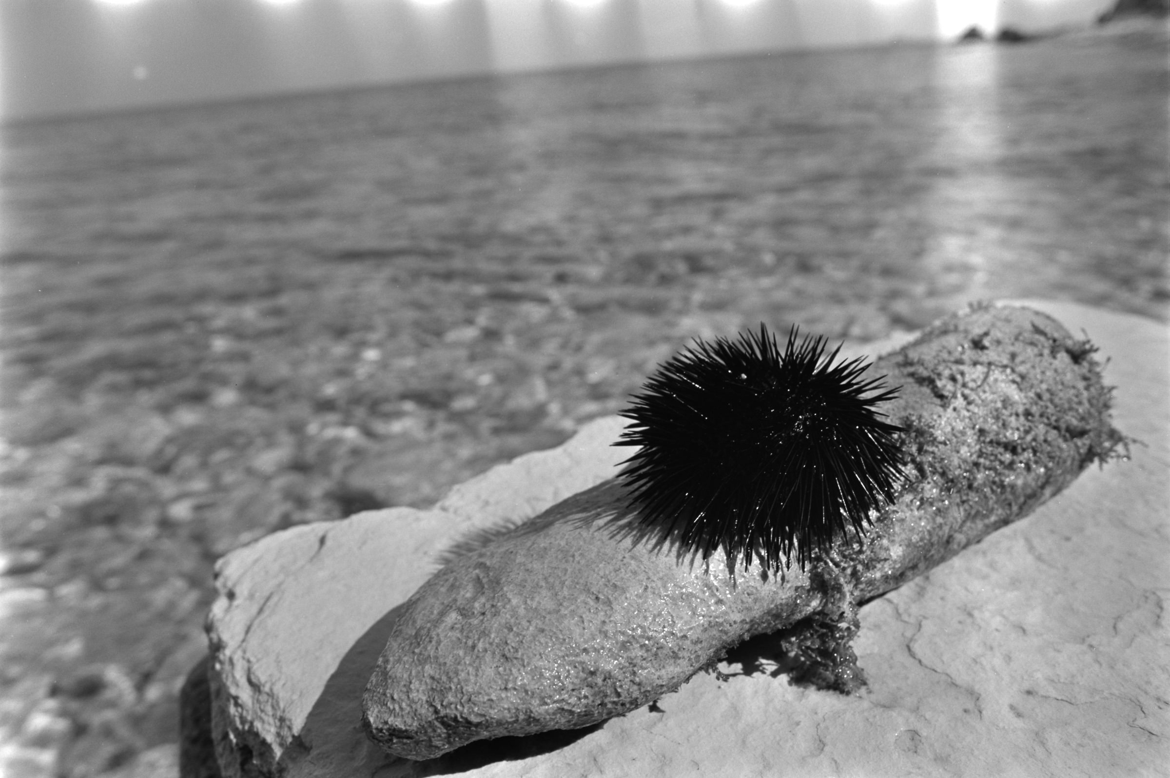 AHP F1991 09 002 sc240801 img04 NLP